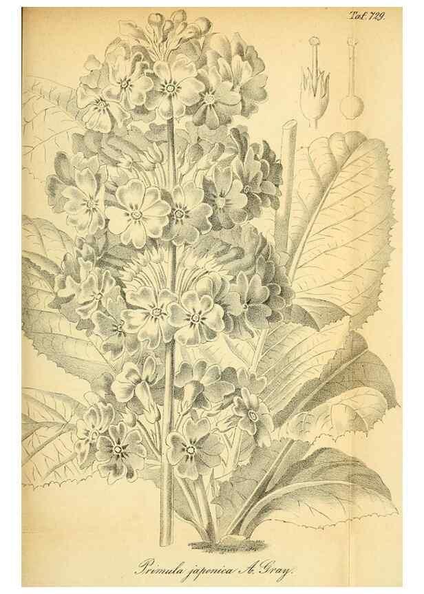 Reproducción/Reproduction 49704134623: Gartenflora.. Erlangen :F. Enke,1852-1940.. 