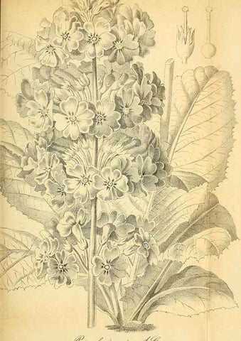 Reproducción/Reproduction 49704134623: Gartenflora.. Erlangen :F. Enke,1852-1940.. 