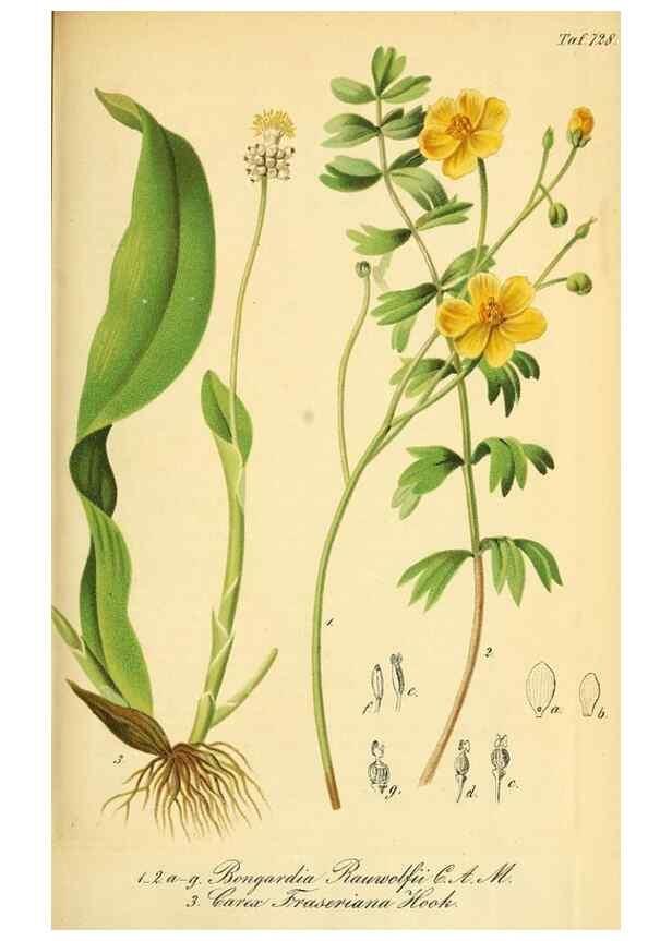 Reproducción/Reproduction 49704134363: Gartenflora.. Erlangen :F. Enke,1852-1940.. 