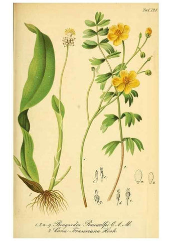 Reproducción/Reproduction 49704134363: Gartenflora.. Erlangen :F. Enke,1852-1940.. 