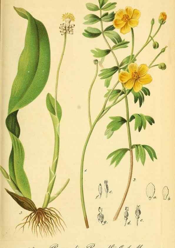 Reproducción/Reproduction 49704134363: Gartenflora.. Erlangen :F. Enke,1852-1940.. 