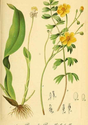 Reproducción/Reproduction 49704134363: Gartenflora.. Erlangen :F. Enke,1852-1940.. 