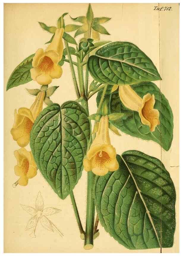 Reproducción/Reproduction 49704129673: Gartenflora.. Erlangen :F. Enke,1852-1940.. 