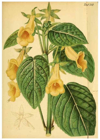 Reproducción/Reproduction 49704129673: Gartenflora.. Erlangen :F. Enke,1852-1940.. 