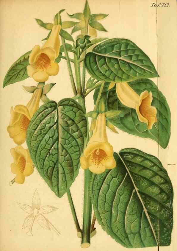 Reproducción/Reproduction 49704129673: Gartenflora.. Erlangen :F. Enke,1852-1940.. 
