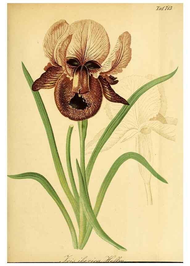 Reproducción/Reproduction 49704129948: Gartenflora.. Erlangen :F. Enke,1852-1940.. 