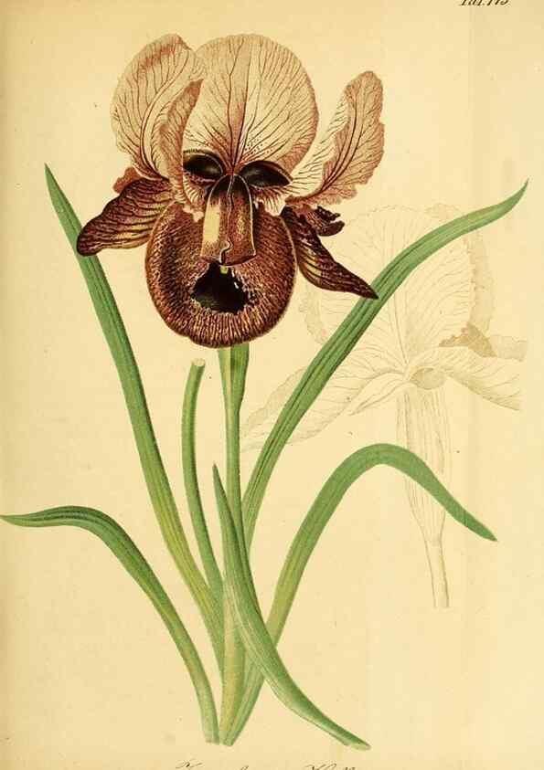 Reproducción/Reproduction 49704129948: Gartenflora.. Erlangen :F. Enke,1852-1940.. 