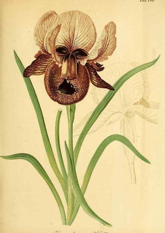 Reproducción/Reproduction 49704129948: Gartenflora.. Erlangen :F. Enke,1852-1940.. 