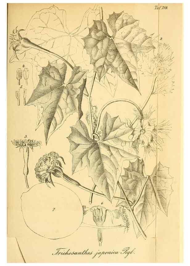 Reproducción/Reproduction 49704659346: Gartenflora.. Erlangen :F. Enke,1852-1940.. 