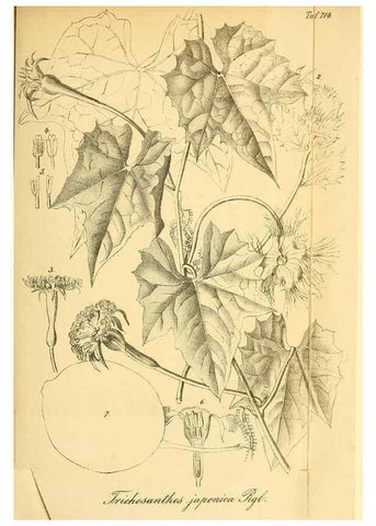 Reproducción/Reproduction 49704659346: Gartenflora.. Erlangen :F. Enke,1852-1940.. 