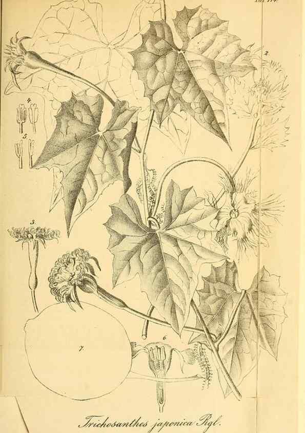 Reproducción/Reproduction 49704659346: Gartenflora.. Erlangen :F. Enke,1852-1940.. 