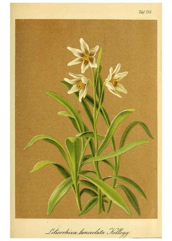 Reproducción/Reproduction 49704659701: Gartenflora.. Erlangen :F. Enke,1852-1940.. 