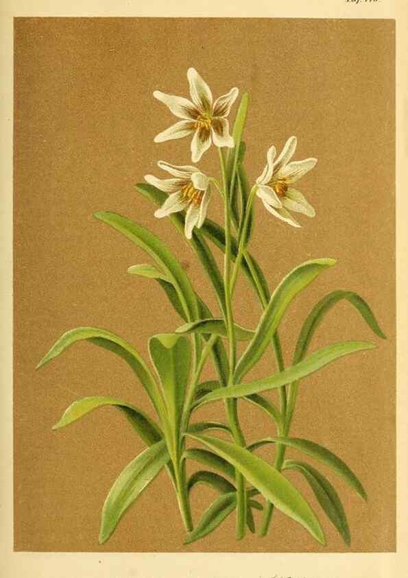 Reproducción/Reproduction 49704659701: Gartenflora.. Erlangen :F. Enke,1852-1940.. 