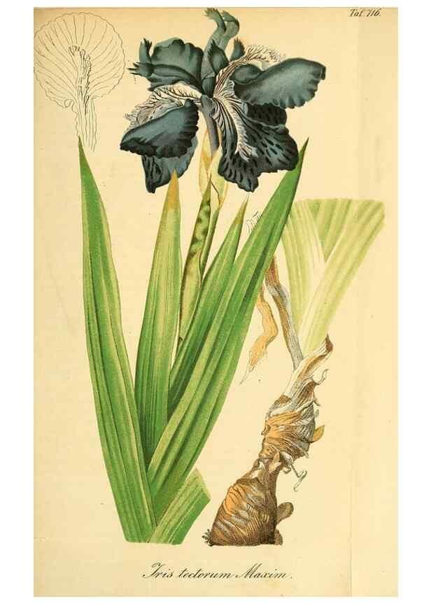 Reproducción/Reproduction 49704659916: Gartenflora.. Erlangen :F. Enke,1852-1940.. 