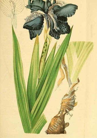 Reproducción/Reproduction 49704659916: Gartenflora.. Erlangen :F. Enke,1852-1940.. 
