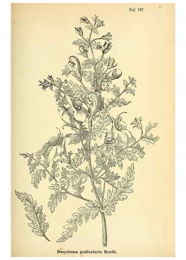 Reproducción/Reproduction 49704660286: Gartenflora.. Erlangen :F. Enke,1852-1940.. 