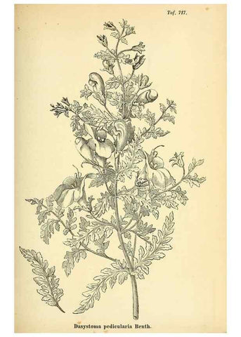 Reproducción/Reproduction 49704660286: Gartenflora.. Erlangen :F. Enke,1852-1940.. 