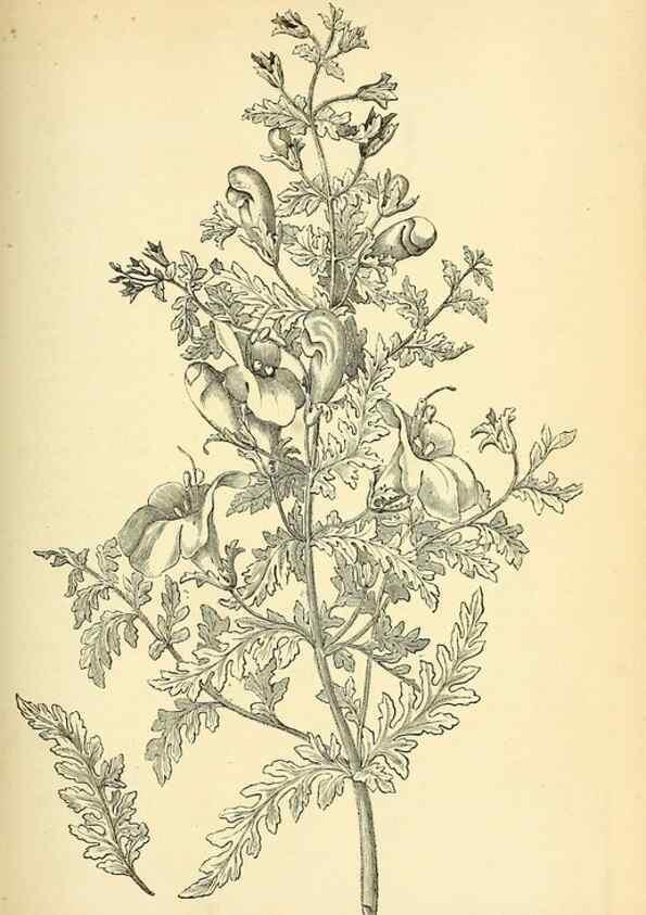 Reproducción/Reproduction 49704660286: Gartenflora.. Erlangen :F. Enke,1852-1940.. 