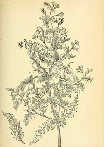 Reproducción/Reproduction 49704660286: Gartenflora.. Erlangen :F. Enke,1852-1940.. 