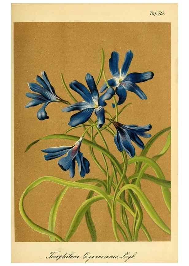 Reproducción/Reproduction 49704660656: Gartenflora.. Erlangen :F. Enke,1852-1940.. 