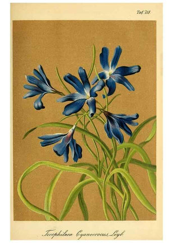 Reproducción/Reproduction 49704660656: Gartenflora.. Erlangen :F. Enke,1852-1940.. 