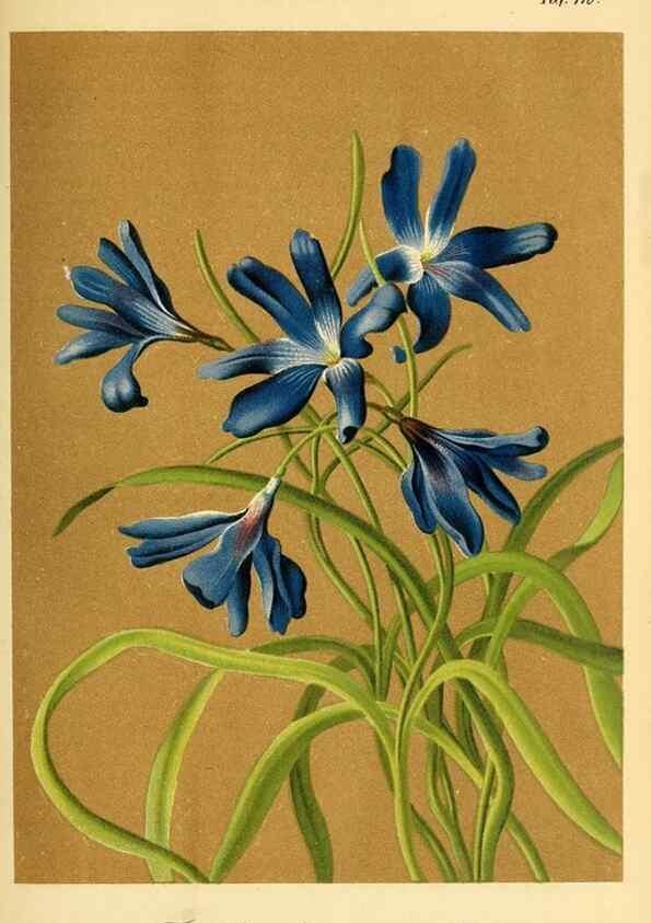 Reproducción/Reproduction 49704660656: Gartenflora.. Erlangen :F. Enke,1852-1940.. 