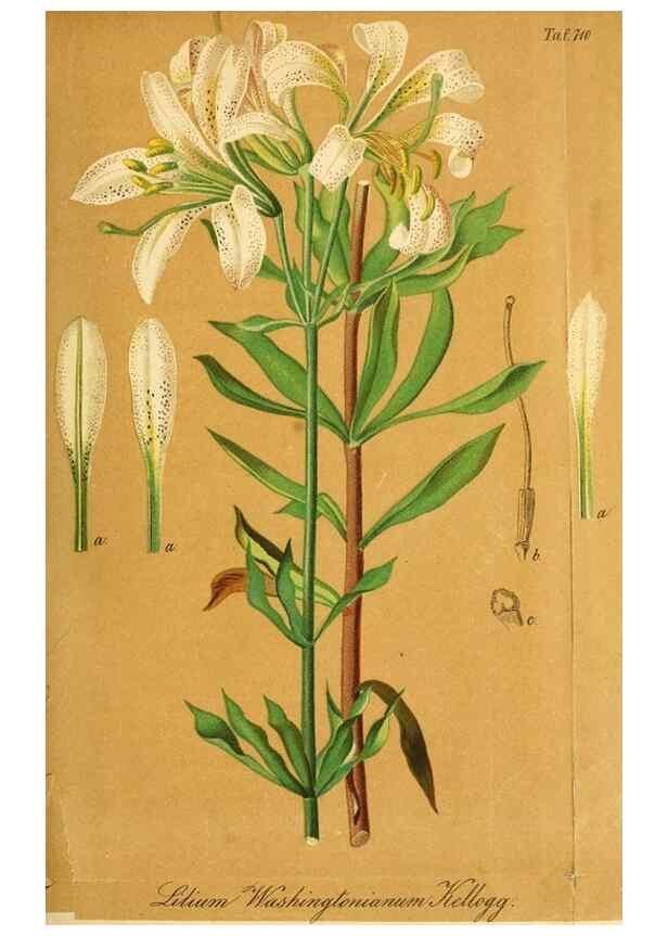 Reproducción/Reproduction 49704658286: Gartenflora.. Erlangen :F. Enke,1852-1940.. 