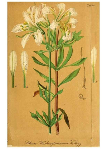 Reproducción/Reproduction 49704658286: Gartenflora.. Erlangen :F. Enke,1852-1940.. 