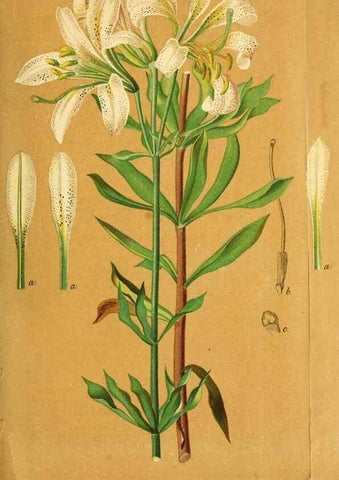 Reproducción/Reproduction 49704658286: Gartenflora.. Erlangen :F. Enke,1852-1940.. 