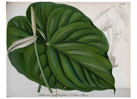 Reproducción/Reproduction 49704660936: Gartenflora.. Erlangen :F. Enke,1852-1940.. 