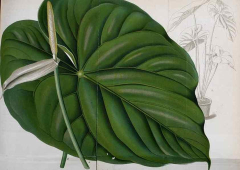 Reproducción/Reproduction 49704660936: Gartenflora.. Erlangen :F. Enke,1852-1940.. 