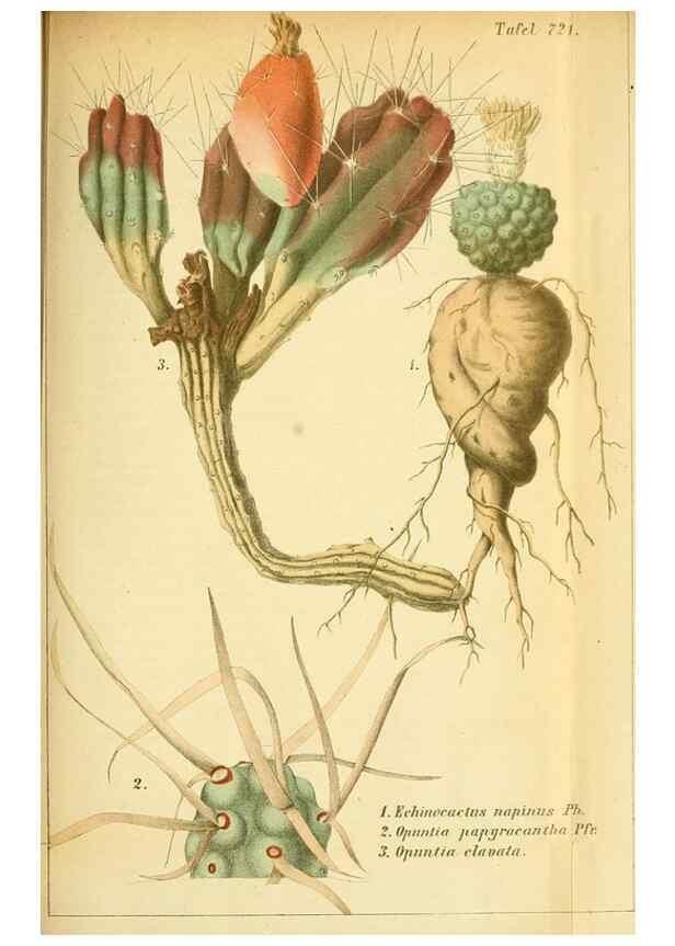 Reproducción/Reproduction 49704981242: Gartenflora.. Erlangen :F. Enke,1852-1940.. 
