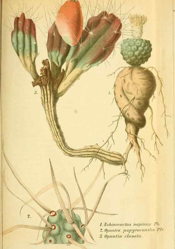 Reproducción/Reproduction 49704981242: Gartenflora.. Erlangen :F. Enke,1852-1940.. 