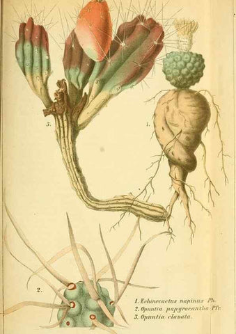 Reproducción/Reproduction 49704981242: Gartenflora.. Erlangen :F. Enke,1852-1940.. 