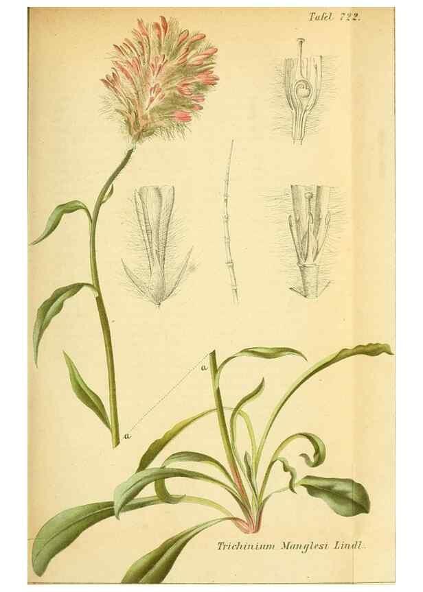 Reproducción/Reproduction 49704981467: Gartenflora.. Erlangen :F. Enke,1852-1940.. 