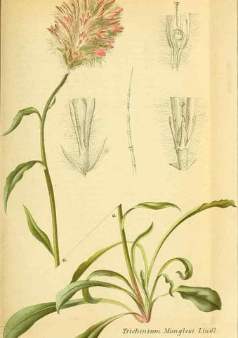 Reproducción/Reproduction 49704981467: Gartenflora.. Erlangen :F. Enke,1852-1940.. 