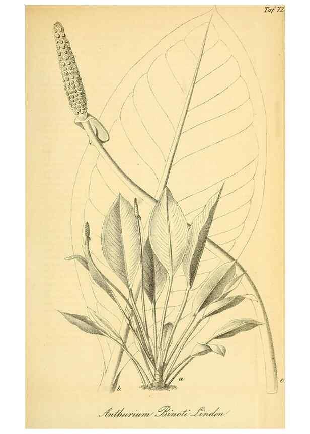 Reproducción/Reproduction 49704981807: Gartenflora.. Erlangen :F. Enke,1852-1940.. 
