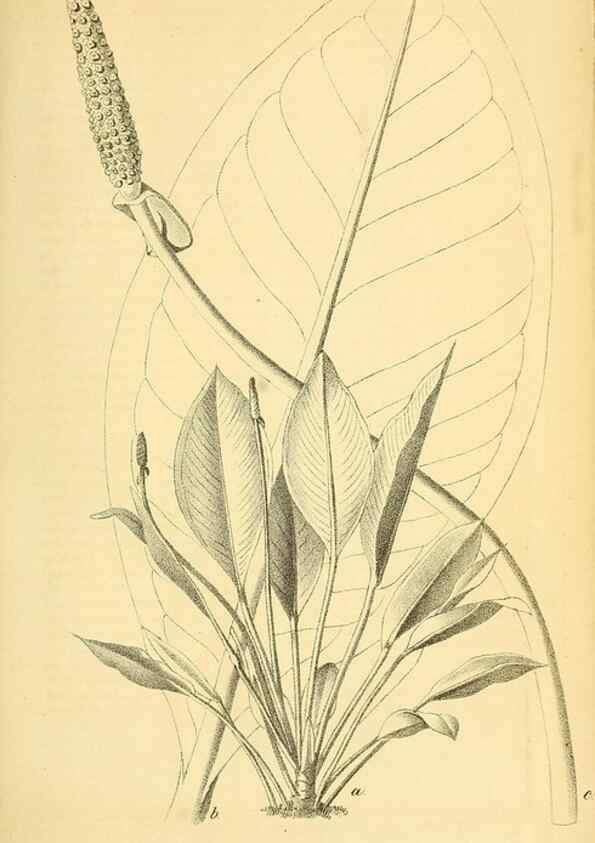 Reproducción/Reproduction 49704981807: Gartenflora.. Erlangen :F. Enke,1852-1940.. 