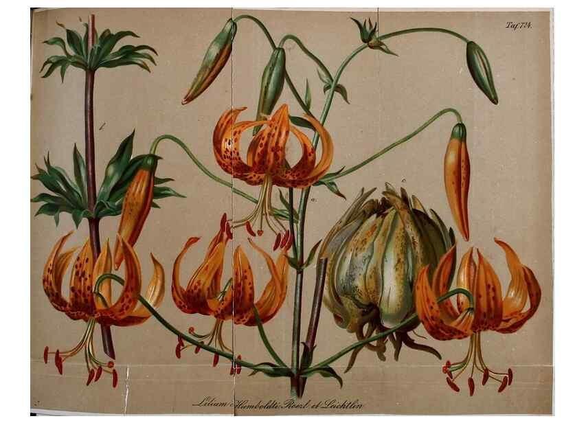 Reproducción/Reproduction 49704982117: Gartenflora.. Erlangen :F. Enke,1852-1940.. 