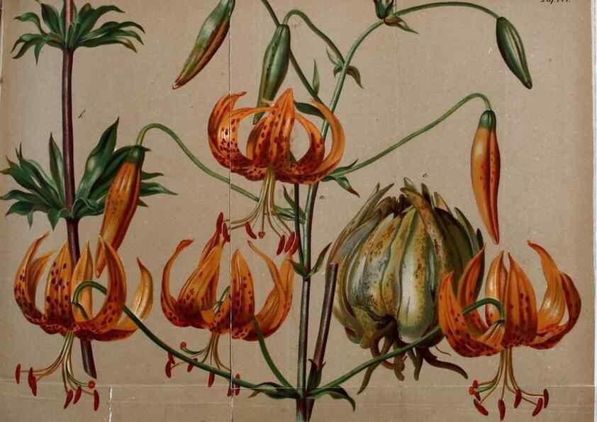 Reproducción/Reproduction 49704982117: Gartenflora.. Erlangen :F. Enke,1852-1940.. 