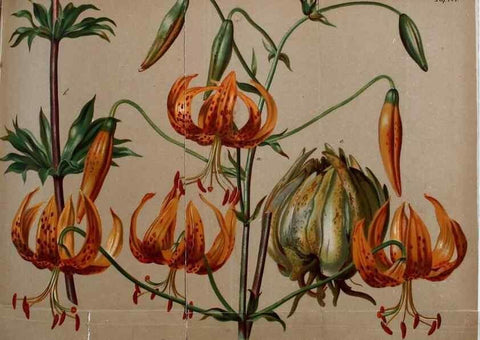 Reproducción/Reproduction 49704982117: Gartenflora.. Erlangen :F. Enke,1852-1940.. 
