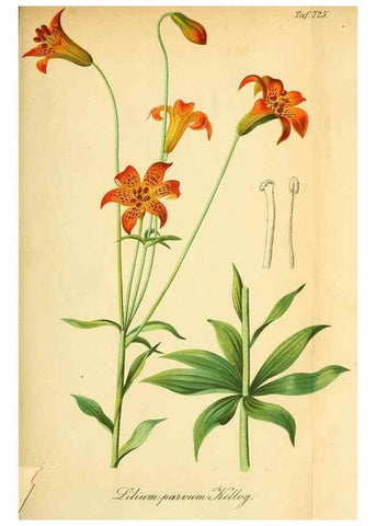 Reproducción/Reproduction 49704133668: Gartenflora.. Erlangen :F. Enke,1852-1940.. 