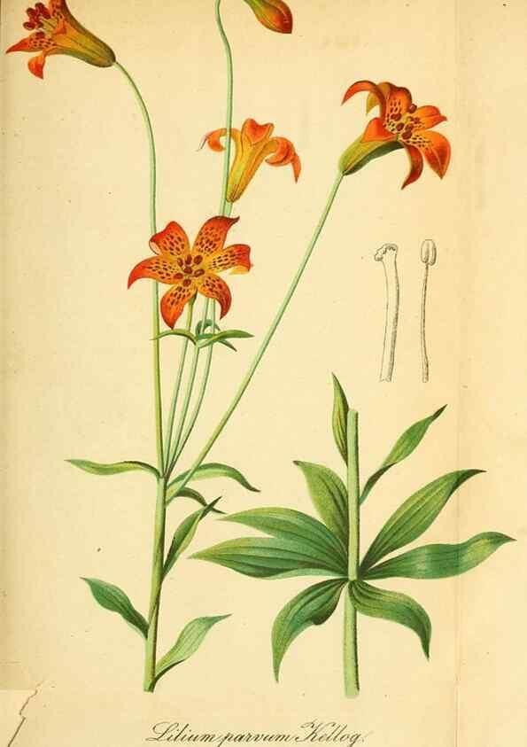 Reproducción/Reproduction 49704133668: Gartenflora.. Erlangen :F. Enke,1852-1940.. 