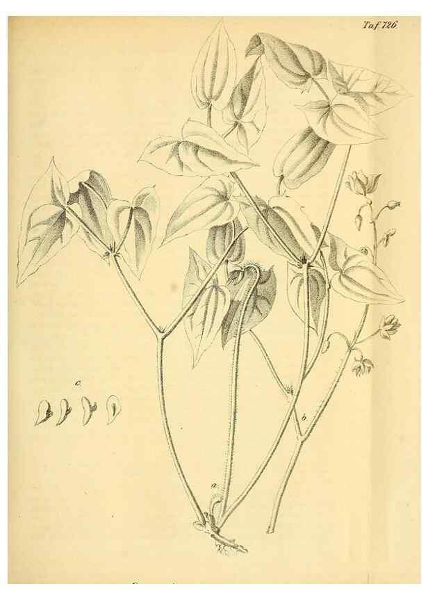 Reproducción/Reproduction 49704663181: Gartenflora.. Erlangen :F. Enke,1852-1940.. 
