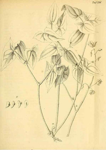 Reproducción/Reproduction 49704663181: Gartenflora.. Erlangen :F. Enke,1852-1940.. 