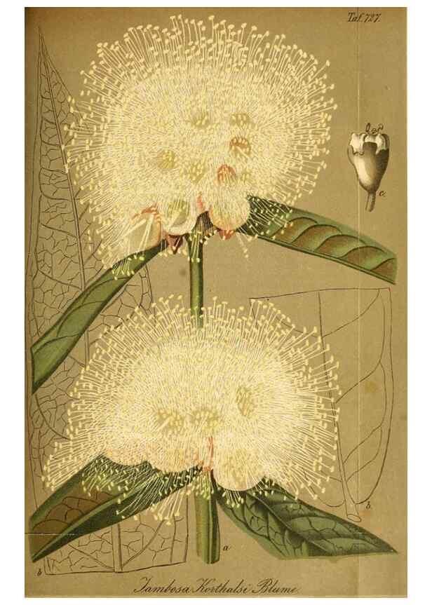 Reproducción/Reproduction 49704982997: Gartenflora.. Erlangen :F. Enke,1852-1940.. 