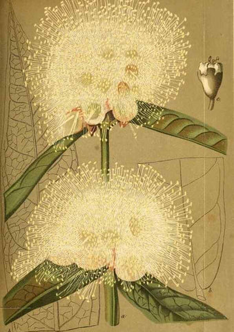 Reproducción/Reproduction 49704982997: Gartenflora.. Erlangen :F. Enke,1852-1940.. 
