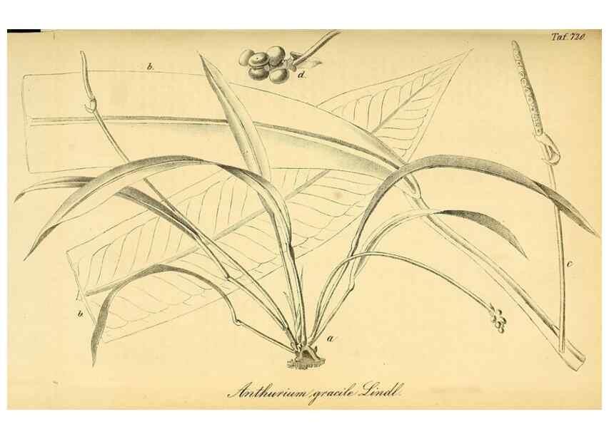 Reproducción/Reproduction 49704661261: Gartenflora.. Erlangen :F. Enke,1852-1940.. 