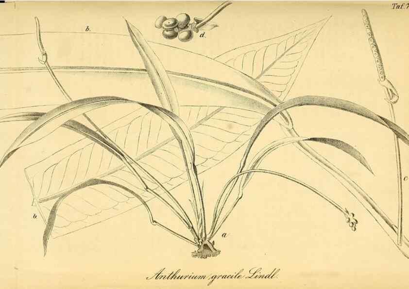 Reproducción/Reproduction 49704661261: Gartenflora.. Erlangen :F. Enke,1852-1940.. 