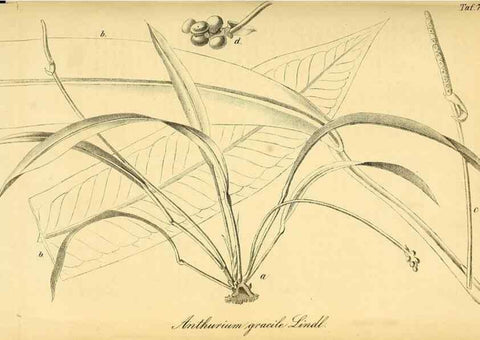 Reproducción/Reproduction 49704661261: Gartenflora.. Erlangen :F. Enke,1852-1940.. 